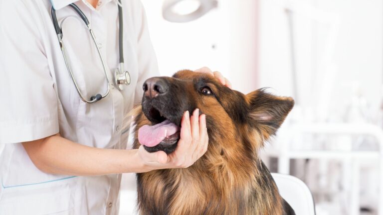 Cardiología veterinaria y enfermedades cardiacas en perros